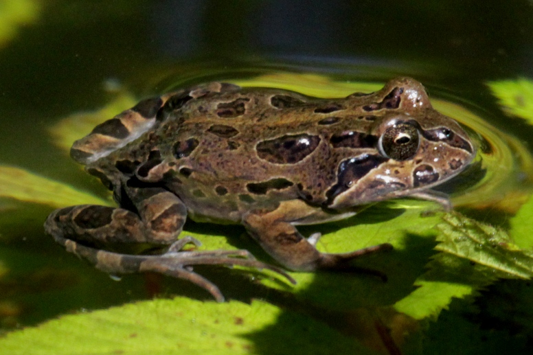 frog